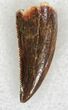 Serrated Raptor Tooth From Morocco - #22990-1